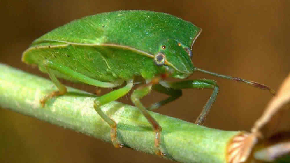 Investigan la saliva de la chinche verde para aumentar las defensas de las plantas de soja