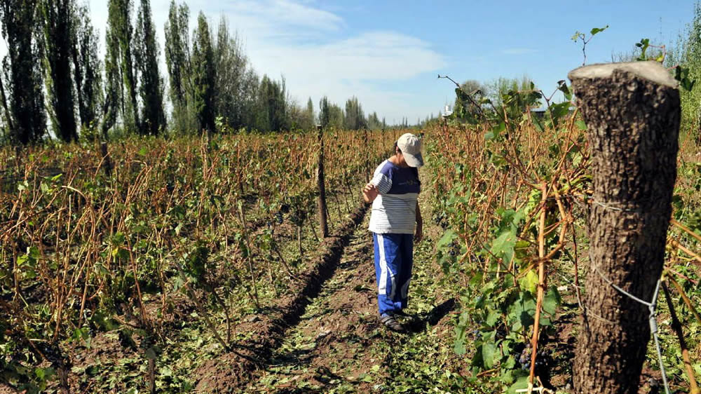 Aprobaron el nuevo Seguro Agrícola para contingencias climáticas