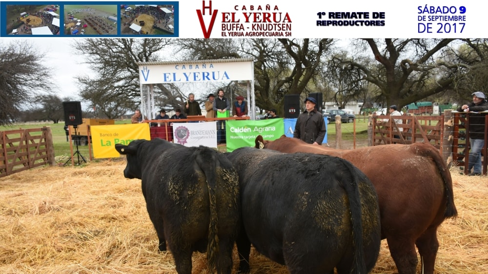 Récord pampeano en el remate de Cabaña El Yerua