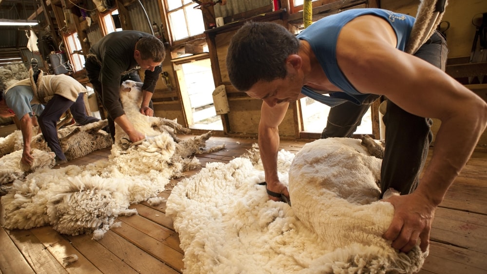 Revalorizan una antigua técnica para esquilar ovejas
