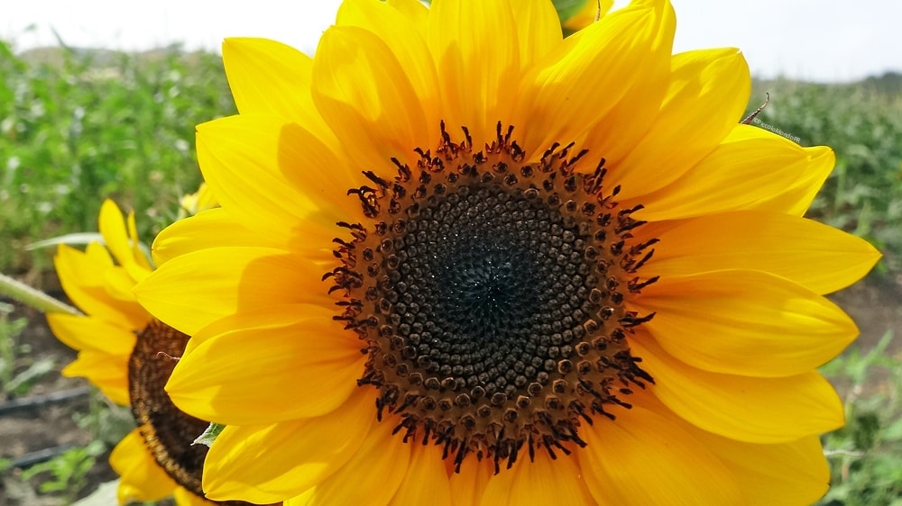 Todas las miradas hacia el aceite de girasol