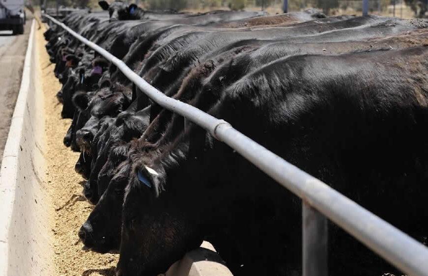 Relación Insumo Producto: Feedlot en positivo