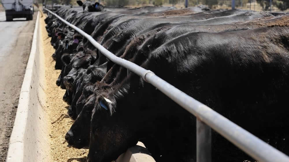 Se recupera el negocio del engorde a corral luego de un año complicado