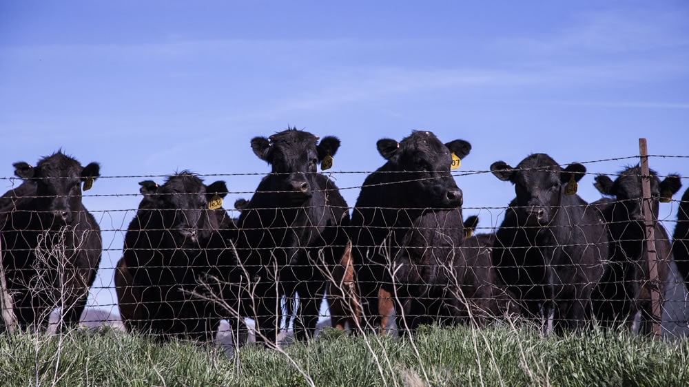 Ecoganadería: el equilibrio justo entre ambiente y producción