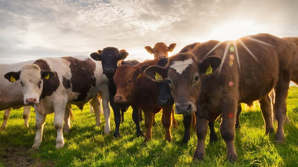 El lenguaje de los animales: importancia de la cola y orejas (Segunda parte)