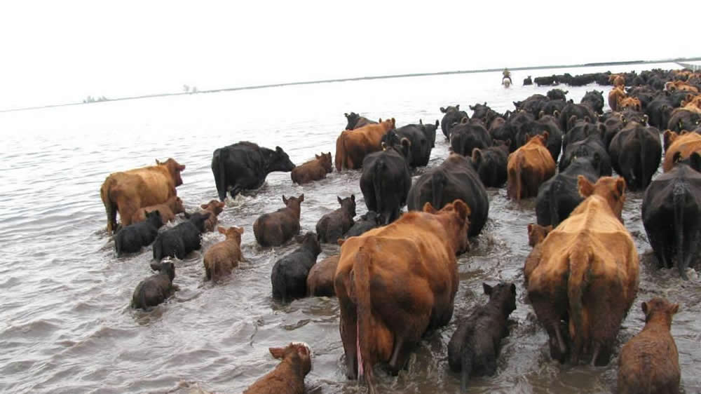 Fuerte daño productivo en Chaco a causa de las abundantes lluvias