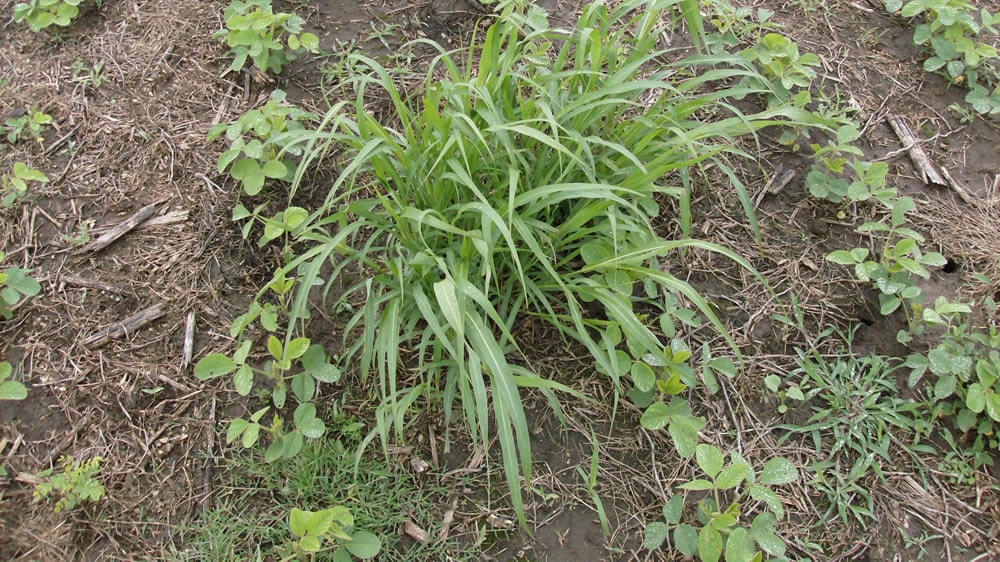 Maleza resistente en cultivo de soja