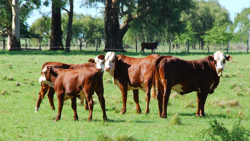 Cuánto se recuperó el stock bovino