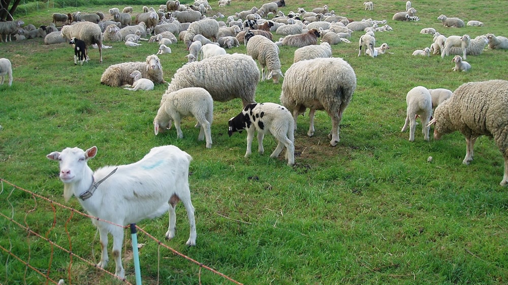 Calidad integral en las cadenas ovina, caprina y camélida