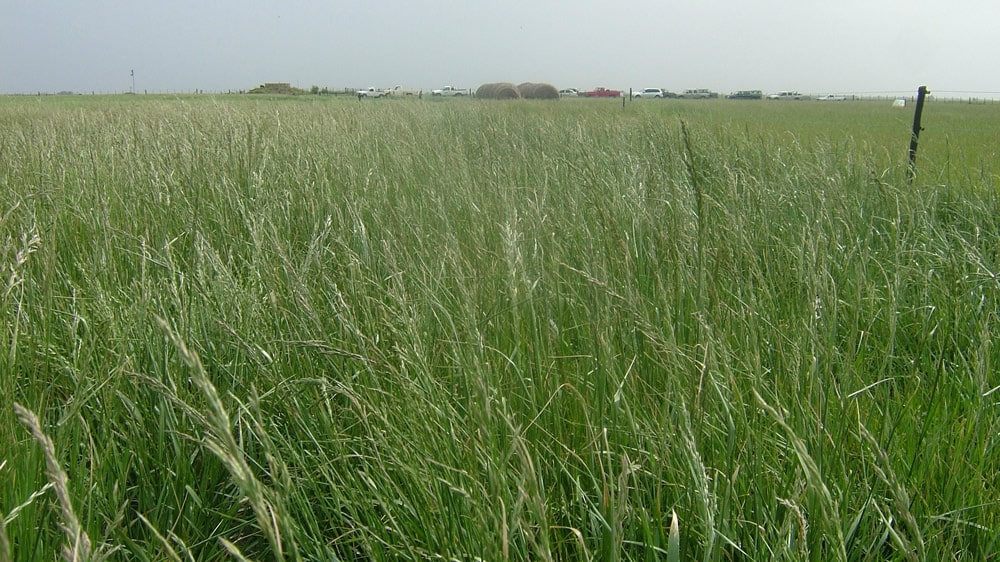 El INTA Cuenca da Pautas para la producción de pasturas en otoño