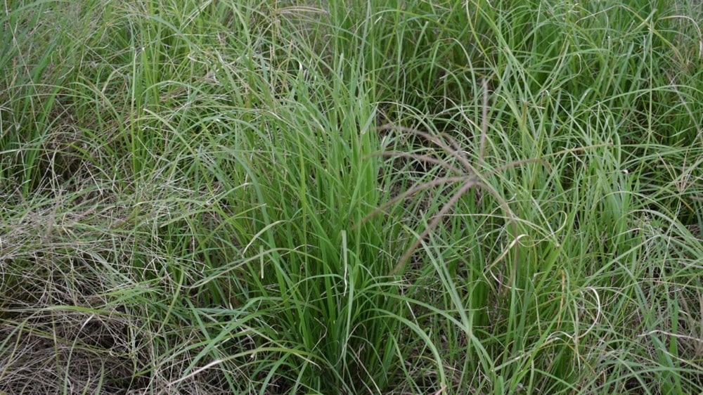 Pautas para una correcta siembra de pasturas en primavera