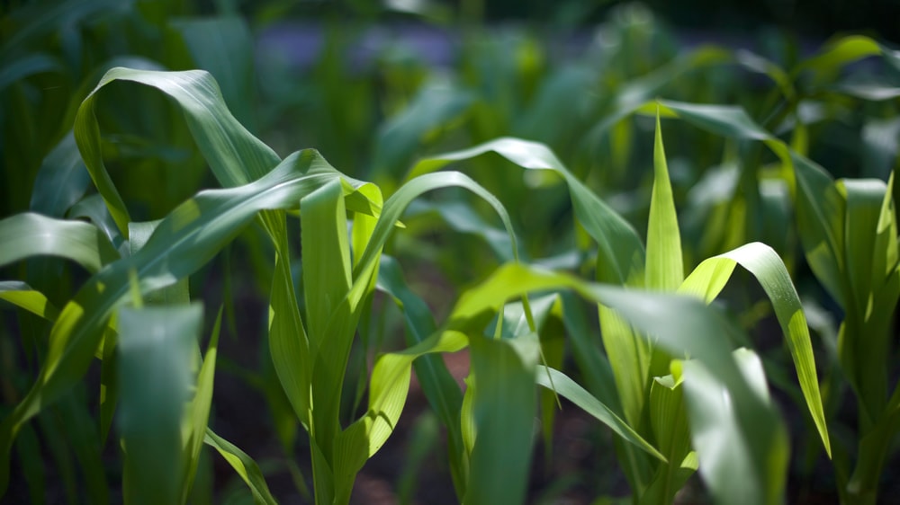 Las «manchitas blancas a grisáceas» que suelen observarse en los cultivos de maíz pueden ser por varias causas