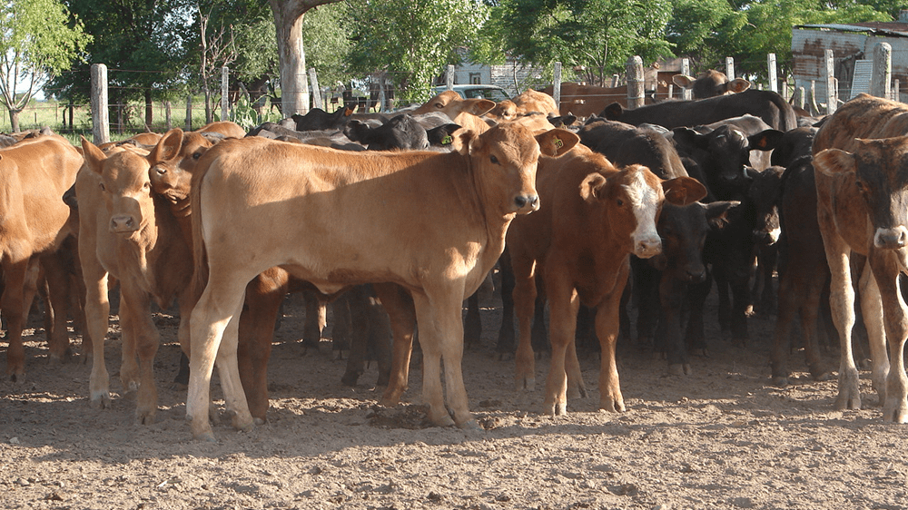 Tecnología de procesos para aumentar la productividad en los rodeos de cría