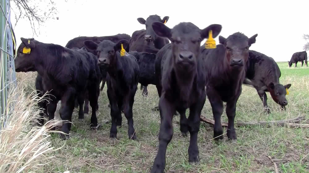 Aseguran que se puede producir el doble de carne con la misma cantidad de terneros