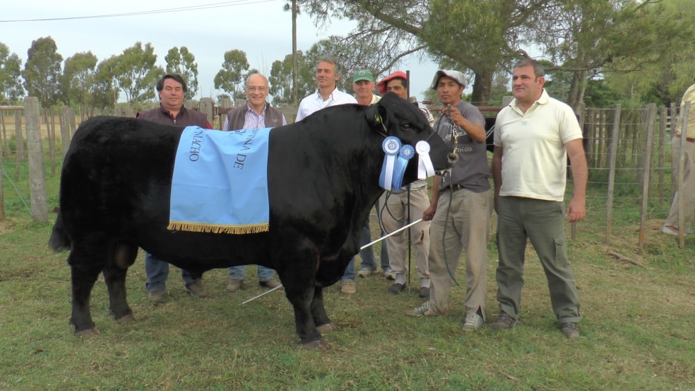 Hoy se eligen los Grandes Campeones en la Rural de Realicó