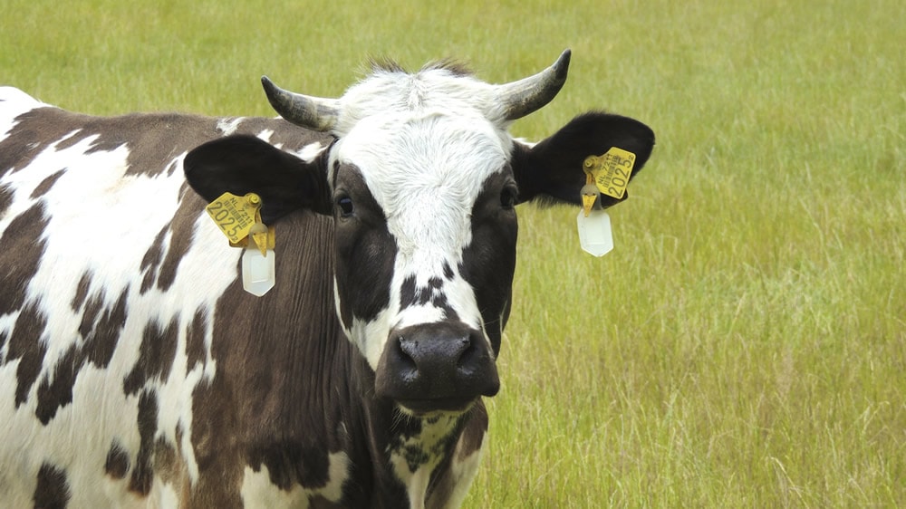 Desarrollan un “gel inteligente” a partir de cuernos de vacas