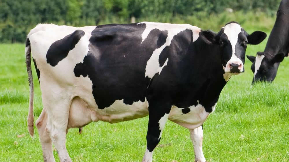 Presentan sistema de monitoreo para vacas lecheras