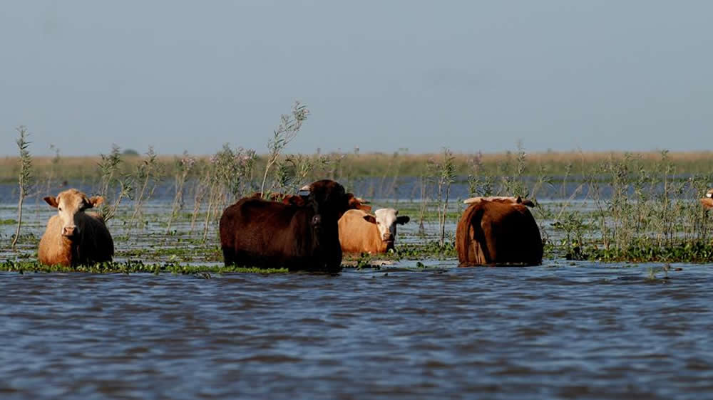 Evacúan vacas por la crecida del río Paraná en el norte de Santa Fe