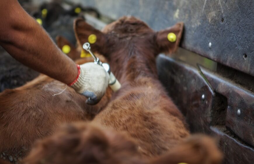 La campaña de vacunación contra la aftosa comenzará el 9 de marzo