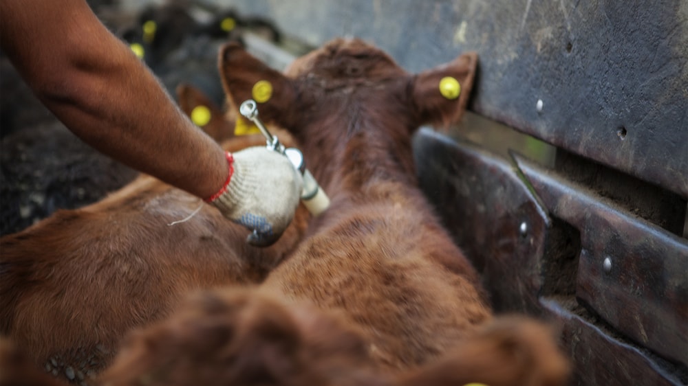 Cronograma de la segunda campaña de vacunación contra la fiebre aftosa 2017