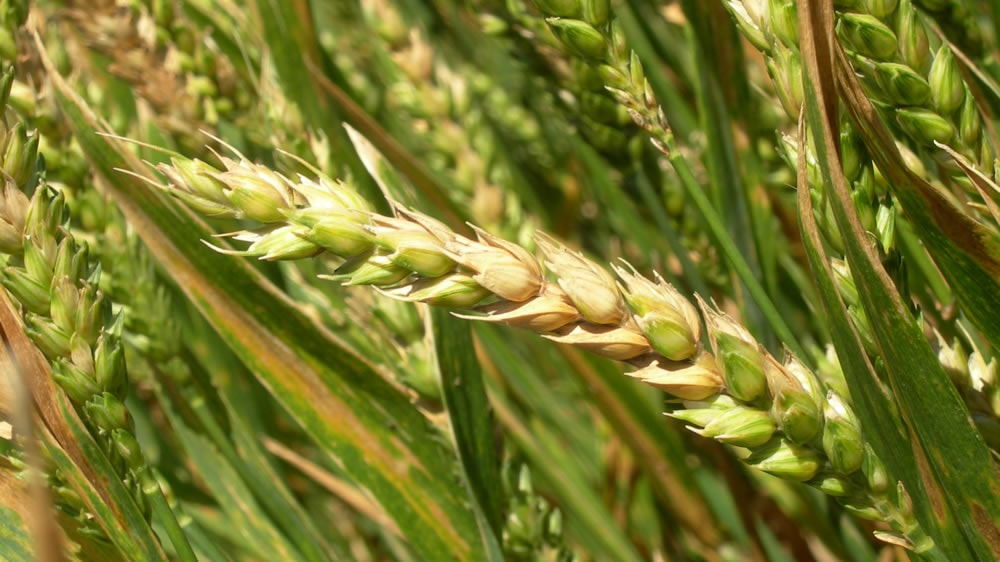 Trigo: ahora, en alerta contra la fusariosis