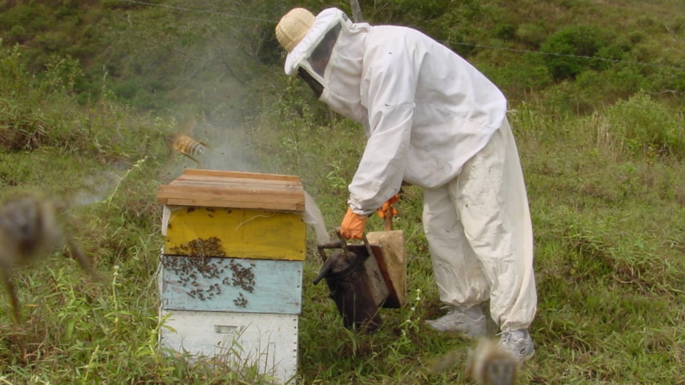 Apicultores de zonas agrícolas tienen problemas para exportar por el glifosato