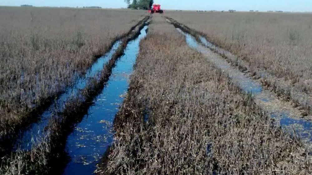 Por las lluvias, proyectan un millón de toneladas menos de trigo en la región pampeana