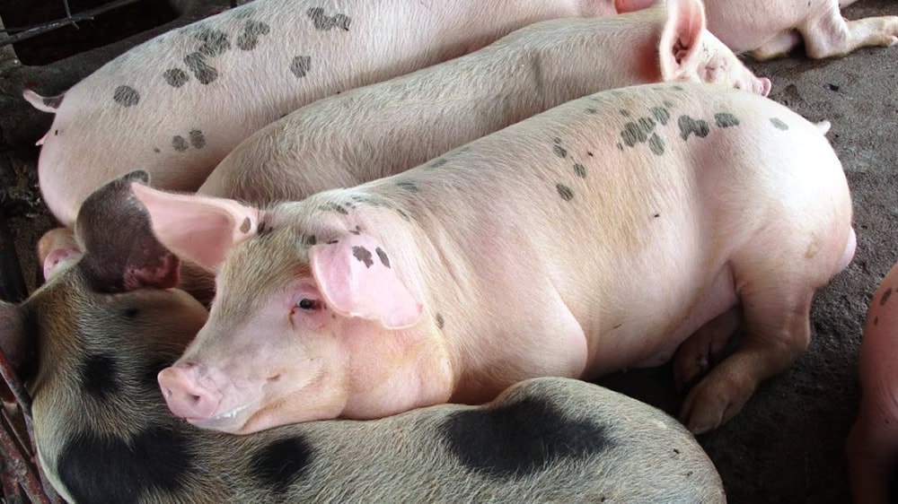 Impacto de la fiebre porcina en China en el mercado de carnes bovinas