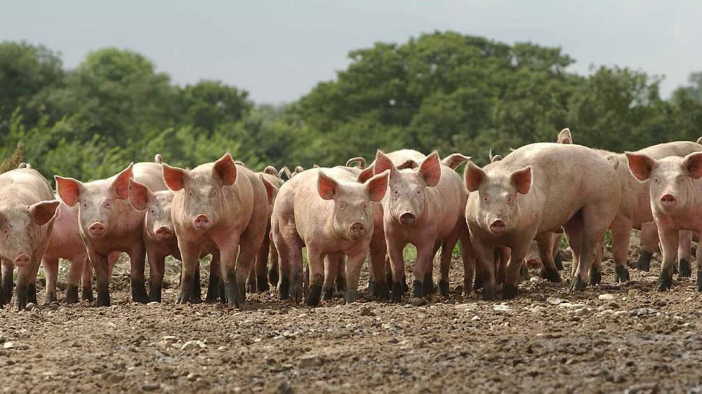 Igual que la vaca: proponen reducir a la mitad el IVA en el cerdo