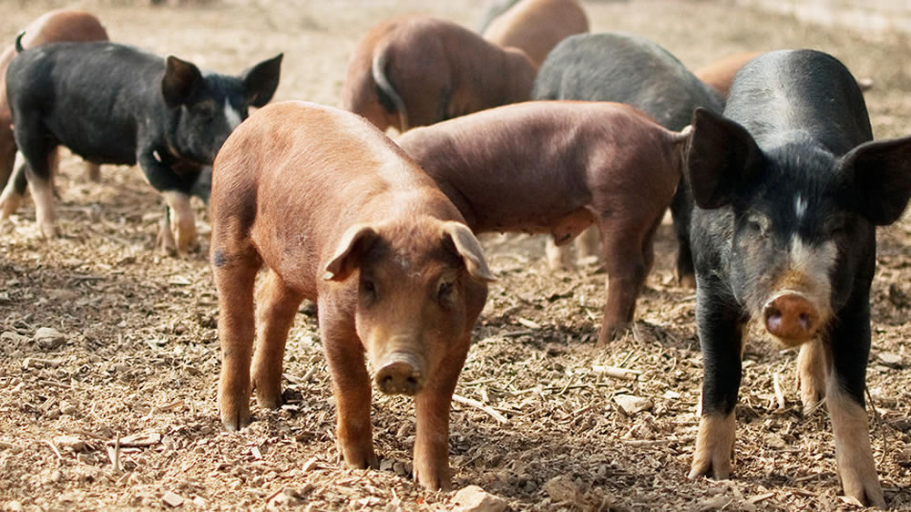 Aumentó casi 22 mil toneladas la producción de cerdo