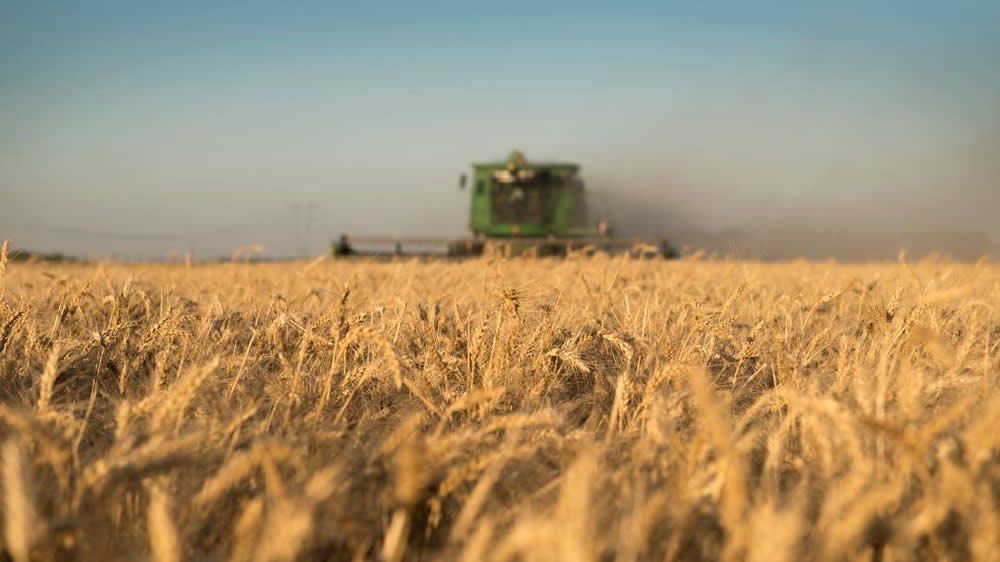 En un año clave, cómo proyectar la siembra de trigo