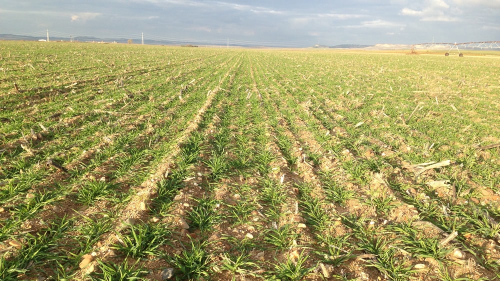 Se están recibiendo en la Estación Experimental Anguil del INTA consultas sobre fitotoxicidad en centenos, avenas y cebadas, proveniente de lotes de girasoles tolerantes a imidazolinonas