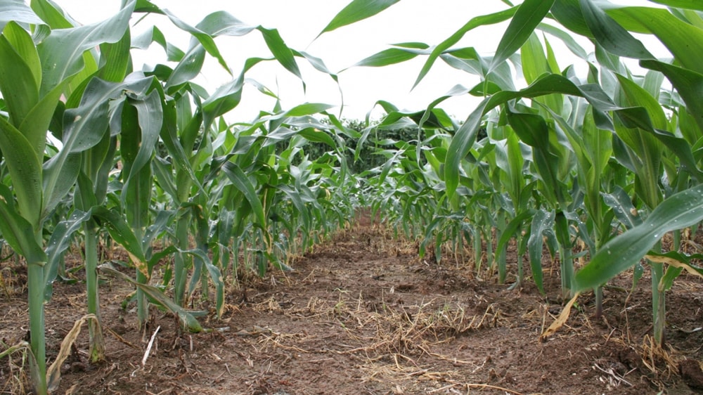 La microbiología agrícola aumenta la biodiversidad