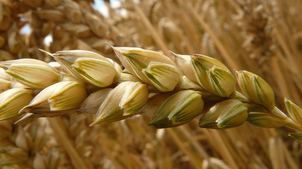 Elaborarán un mapa de la calidad del trigo