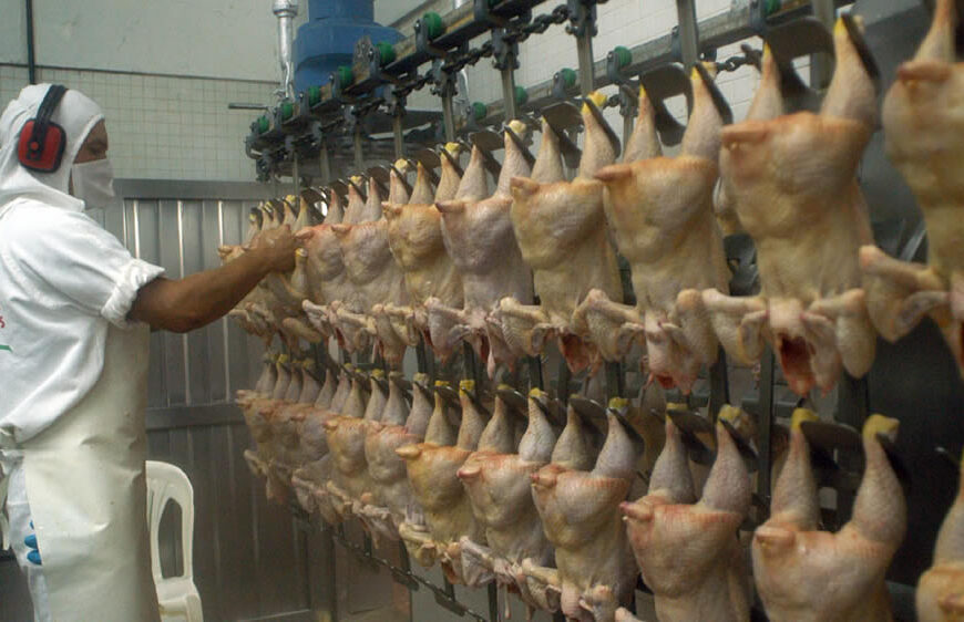 Pollo: el consumo vuela, pero la producción tropieza