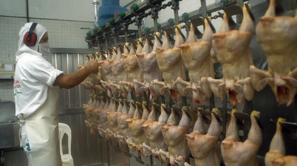 Pollo: el consumo vuela, pero la producción tropieza