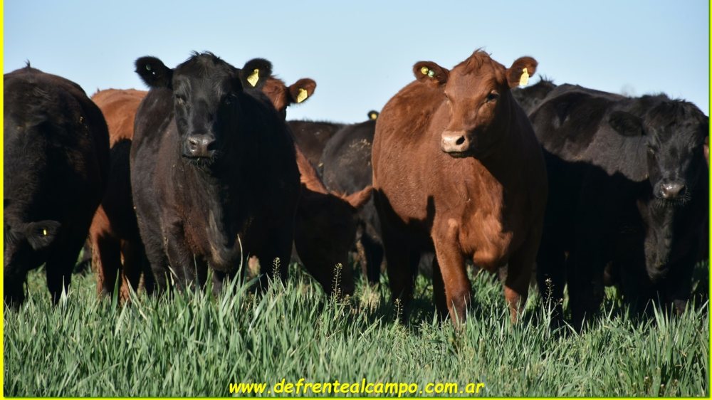 Desarrollan carne de mejor calidad integrando plantas autóctonas en la dieta