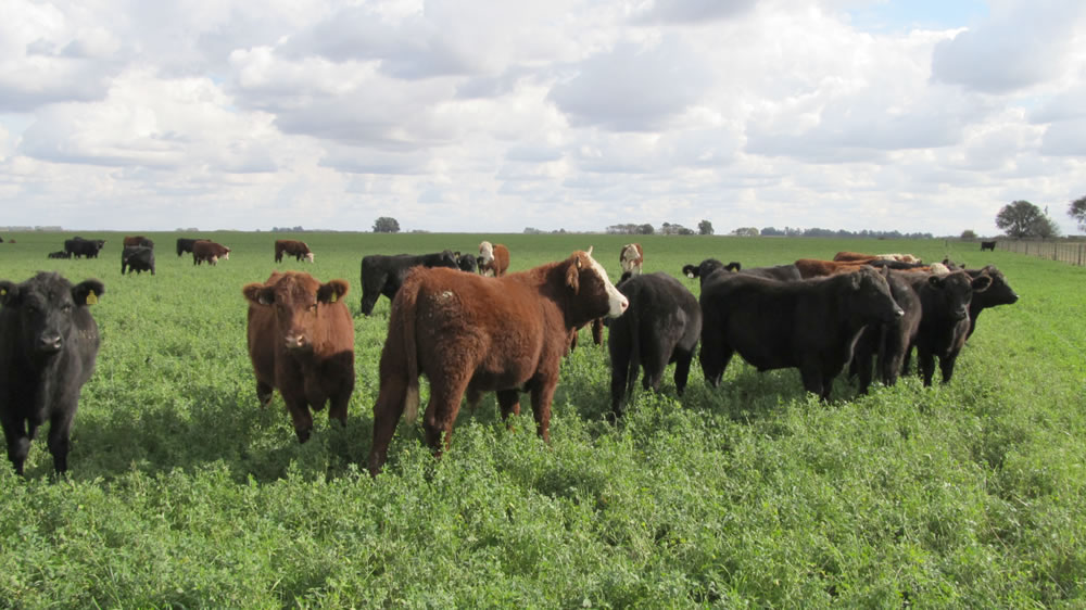 Récord en ganadería: conocé el campo que logró una producción de 736 kg de carne por hectárea