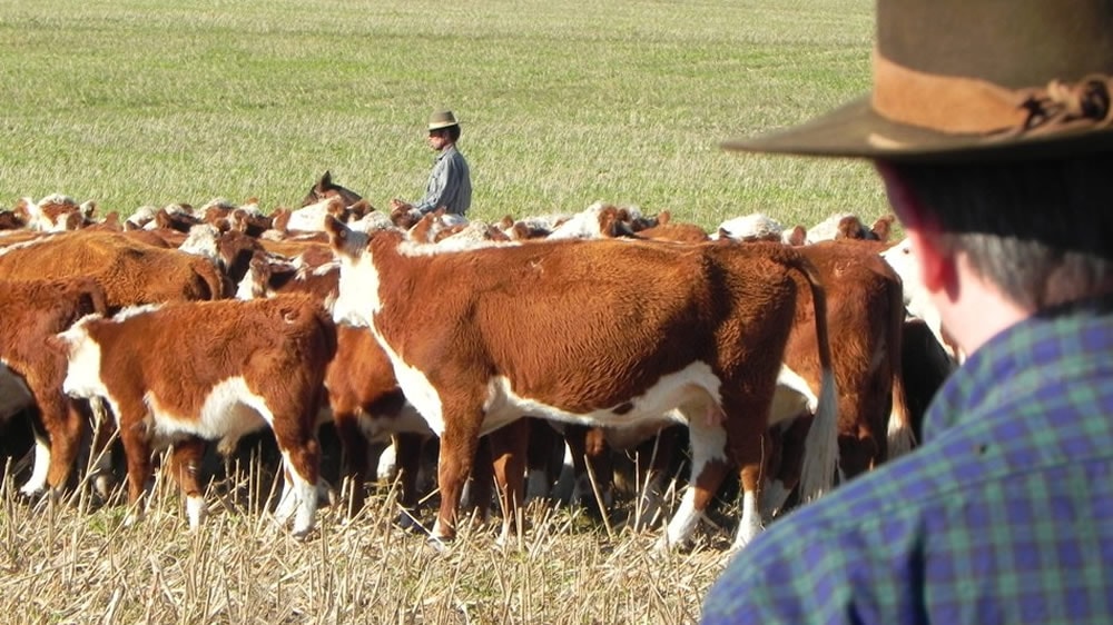 Ganadero llevando vacas
