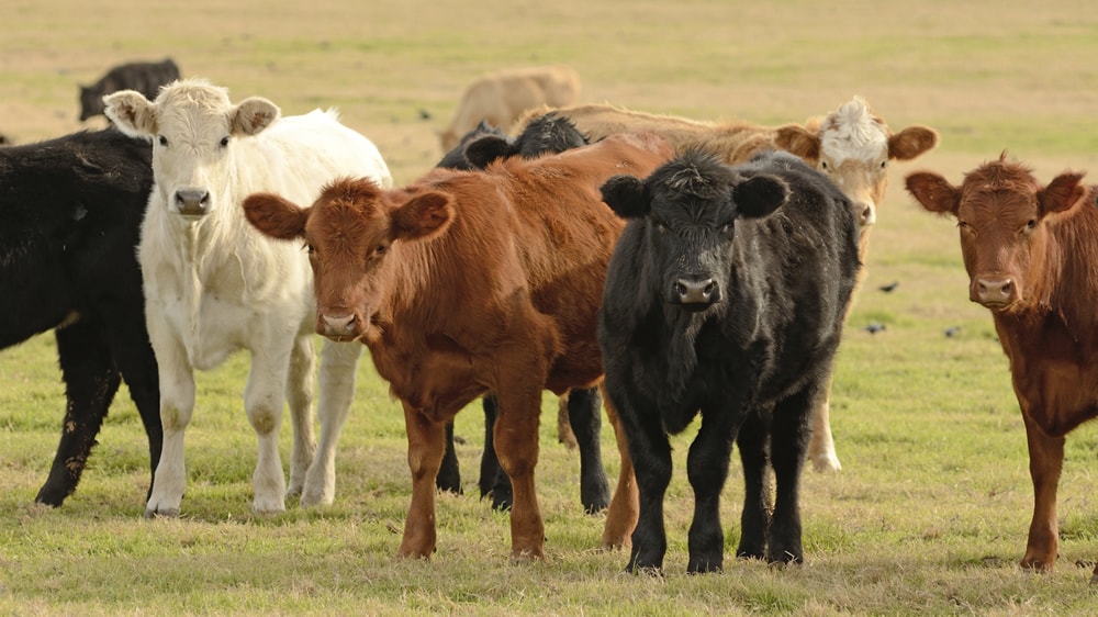 El rodeo vacuno se mantiene pero bajó mucho el stock de vacas