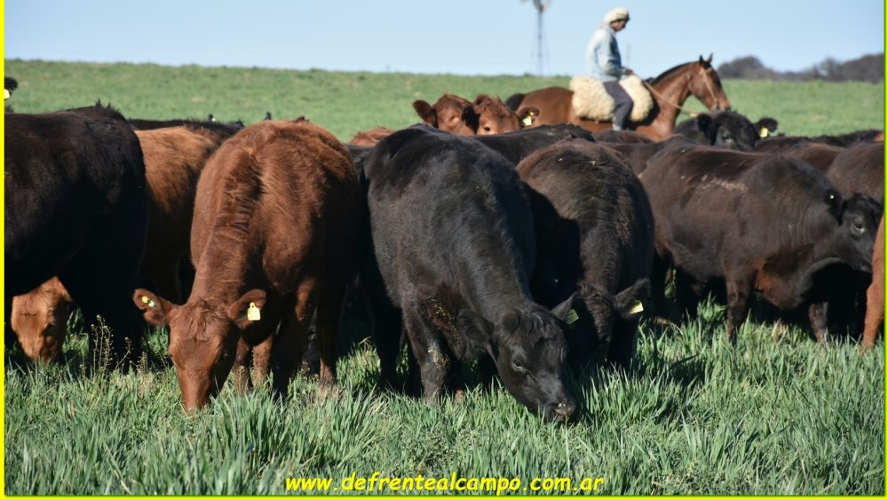 Engorde a corral de vacas