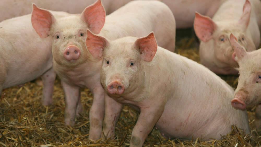 Modifican el ADN de los chanchos y logran carne de cerdo con menos grasa