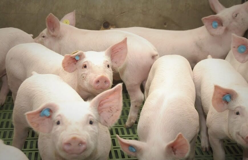 Un derecho vulnerado: los consumidores argentinos de carne de cerdo no tienen información suficiente para saber qué están comprando