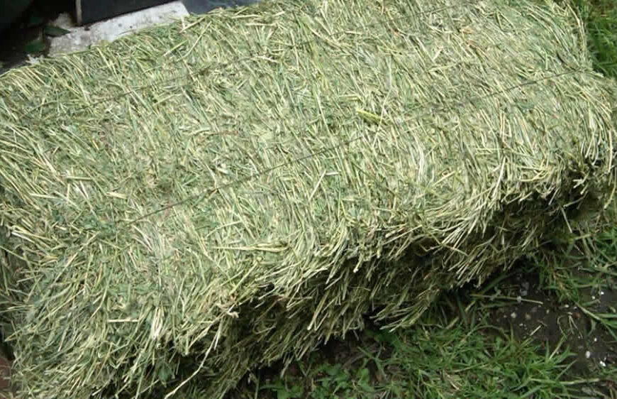 Exportaciones de heno de alfalfa marca récord en EE.UU