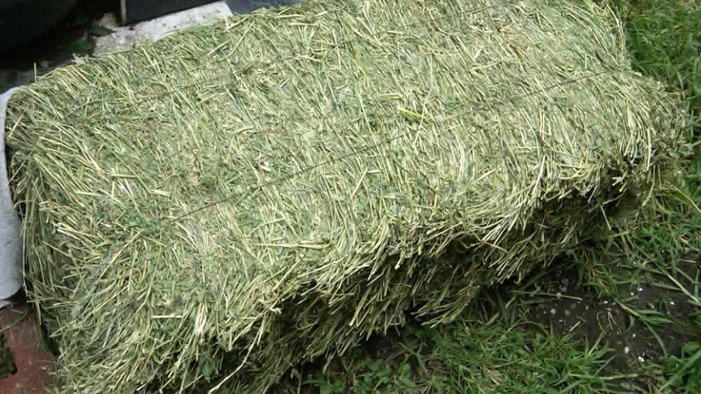 Exportaciones de heno de alfalfa marca récord en EE.UU