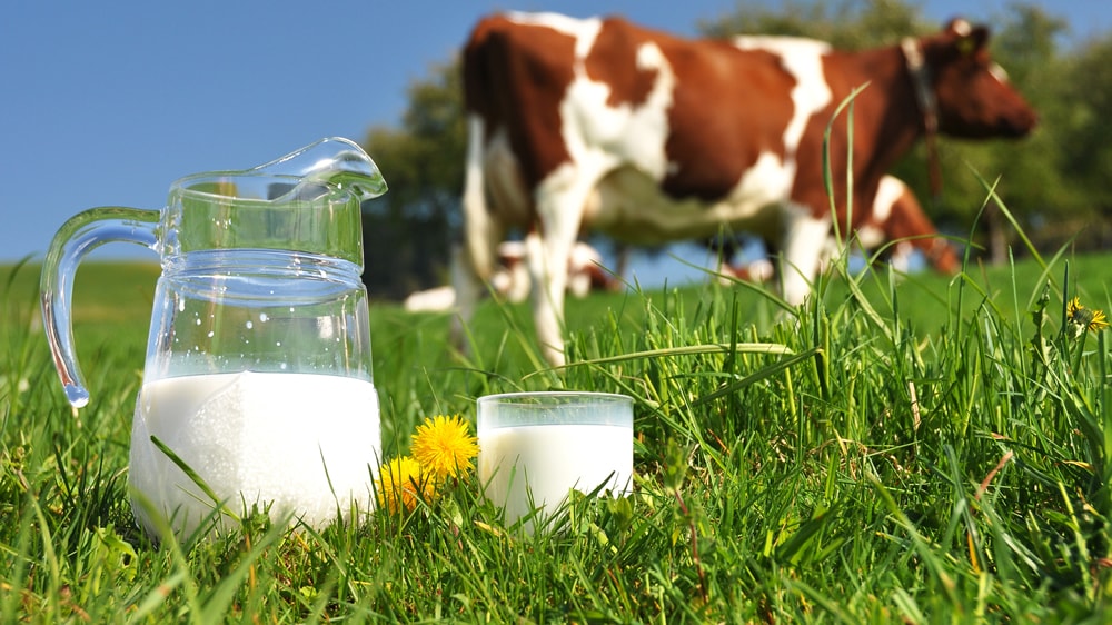 Un invento que puede revolucionar la comercialización de la leche