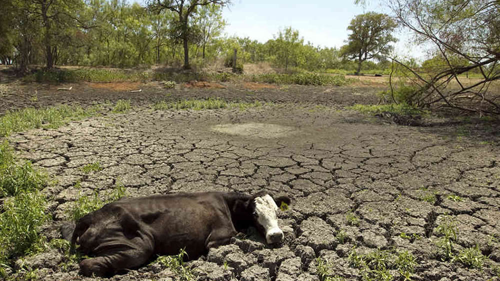 La sequía acosa sin piedad a los crianceros de la zona norte