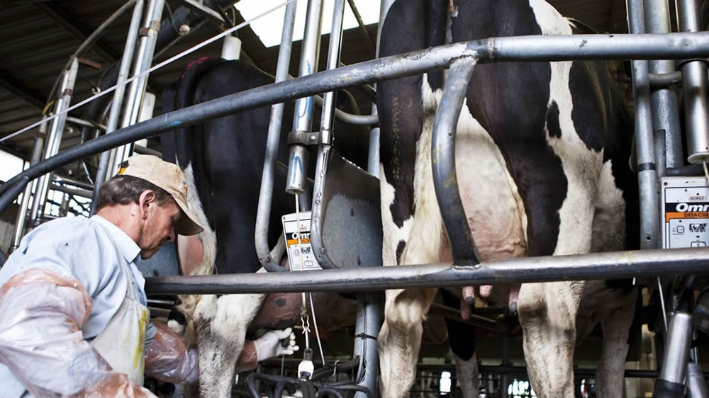 Tambos: qué hacer por el calor