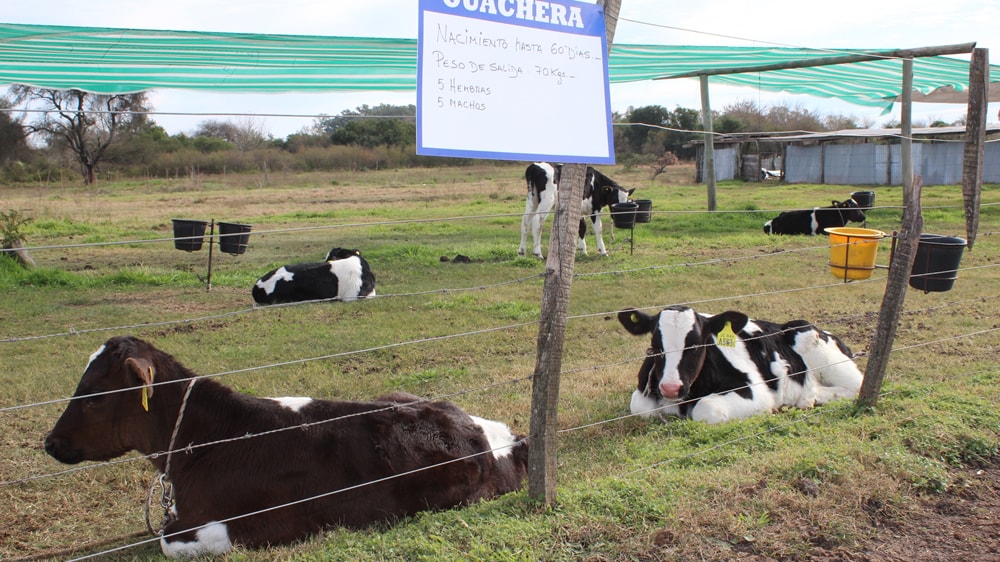 Desde la guachera hasta el parto: ¿Cuánto cuesta criar una vaquillona de tambo? - De Frente al Campo