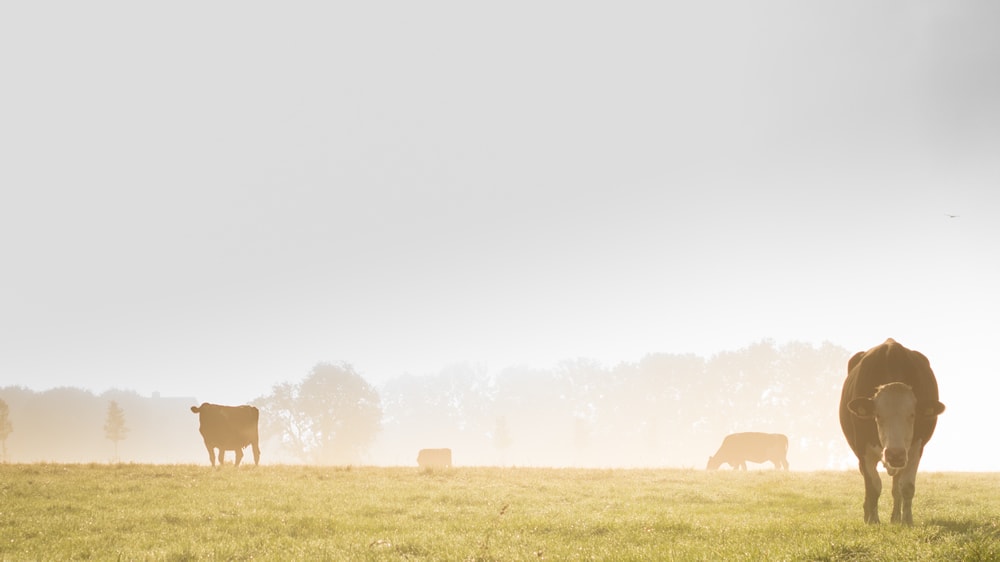 Un estudio asegura que el agro secuestra más carbono que el que emite